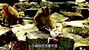倒霉的小猴子，被大猴当成抹布一样拖地，险些酿成悲剧