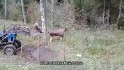 驼鹿觅食被铁网卡住，男子开来铲车，才救出了它！