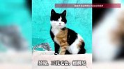 拼好猫！女子捡到5种基因重组的极品小猫：异瞳、三花、麒麟尾