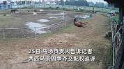 两公马争发情母马交配权追逐，一公马跳栏摔断脖颈死亡，主人回应