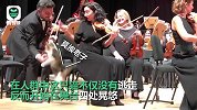 猫咪闯入音乐会登上舞台霸占指挥台 引台下观众笑声不断
