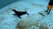 可爱！饲养员正在打扫泳池 海狮赶过来“帮忙” 画面令人捧腹