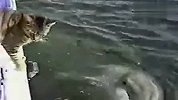 猫咪和海豚超纯洁友谊 太萌啦