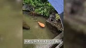 翻出肚皮“仰面”漂浮，趵突泉网红胖锦鲤病重，景区回应
