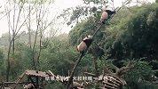 一群熊猫宝宝正集体越狱，突然谁大吼一声，场面让人爆笑