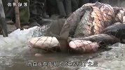 查干湖的鱼捞不完？渔民却在哭诉：你看这些人都干了啥事