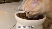 猫咪对应人类的岁数，是多大？