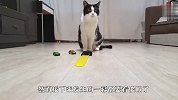 这猫咪怕不是成精了吧？半夜不睡觉做这个，场面笑爆了
