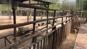21岁女孩被游乐园斑马咬掉手指 园方正积极善后