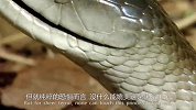 非洲蛇王黑曼巴，不仅毒素蛇类中最强，速度更快！