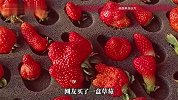 网友买草莓开到异形盲盒，形状突破想象，网友：歪瓜裂枣具象化