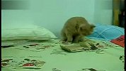 [搞笑]胆小猫猫差点被吓屎