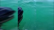 小鱼逃脱鲨鱼追击 竟“主动”跳上捕鱼船逃生