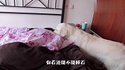 金毛想出门玩，不料主人赖床不起，下一秒忍住别笑