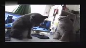 [搞笑]让人无语的猫！架是这么打的