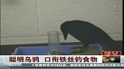 聪明乌鸦口衔铁丝瓶内“钓食物”