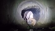 西施犬被丢进下水道20天，为见主人苦苦支撑，结局太感人