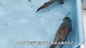 泳池被铲屎官放满了鱼，水獭看到后，接下来忍住别笑