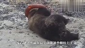 棕熊迷上玩呼啦圈，不料高估了自己的身材，场面笑翻了
