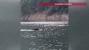 “钓鱼佬”千岛湖偶遇三百斤野猪在水中游动，穿行岛屿速度惊人