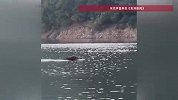 “钓鱼佬”千岛湖偶遇三百斤野猪在水中游动，穿行岛屿速度惊人