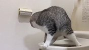 猫咪用马桶上厕所，姿势太逗了，说它没成精谁信啊？