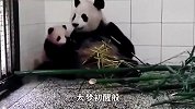 熊猫妈一掌把宝宝推开后，突然想起它是自己亲生的，接下来你别笑！