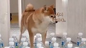 主人摆下矿泉水大阵，柴犬能挑战成功吗？看完忍住别笑