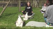 动物瑜伽缓解压力 英国一酒店首次开设狐猴瑜伽课