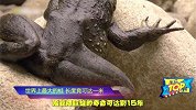世界上最大的蛙居然能跳5米多高，最强弹跳王者，没有之一！
