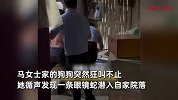 眼镜蛇进家狗狗狂吠预警，主人及时发现报警处理：它救了一家人！