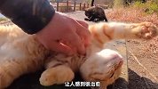 三只干净的流浪猫，如果是你会领养？