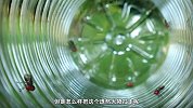小瓢虫带领苍蝇帮！合力扛起饮料瓶战长腿蛛，超搞笑短片
