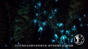 世界上最美的萤火虫，生命周期一年，距今已有1.5万年