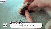 探索猫咪萌爪背后的秘密，铲屎官们一起来探险吧！