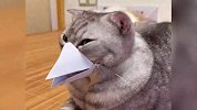 宠物解说：十只猫穿上奇怪造型，有八个很可爱？
