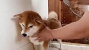 主人给3只柴犬洗澡，画面不忍直视，镜头记录爆笑一幕