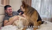看到铲屎官对金毛好，德牧醋劲上来了，场面笑爆了