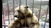 笑屎！凶恶狗熊卖萌讨食物