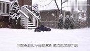 铲屎官趴在雪地里装死，萨摩耶看到后，举动让人笑出眼泪