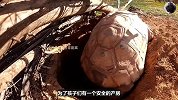 乌龟是怎么下蛋的你知道吗？这只乌龟连续下了几十枚蛋，真能下啊