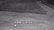 4只东北虎下山游荡，听到警报声淡定回头，目击者：头回见这么多