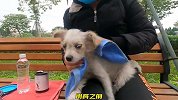 原本脏兮兮的狗狗，一转眼却变得这么可爱，小家伙的待遇让人羡慕