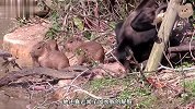 猴子也太不礼貌了，看到这几只水豚不还手，戏弄起来没玩了