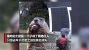 土拨鼠吃相魔性走红后却消失 菜园主人的反应让人意外