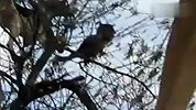 疯狂狗狗追猫追到树顶了