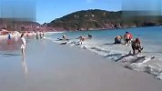 爱宠一刻-20120319-30条海豚同时搁浅，岸边人群奋力相救
