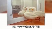 宠物冷知识，柯尔鸭为什么这么贵？奇怪的知识又增加了