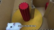 小仓鼠挑战泡泡球迷宫陷阱，从宠物监狱逃离，它能成功吗