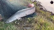 村民说河里有大鱼出没，小哥撒网捕获大鱼，发现这鱼真是大有来头